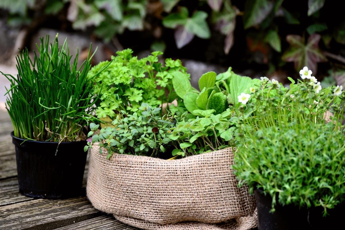 Planter og blomster som er plantet i potter - Klikk for stort bilde