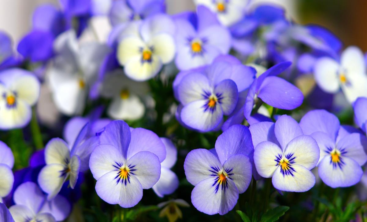 Blå og hvite fioler - Klikk for stort bilde